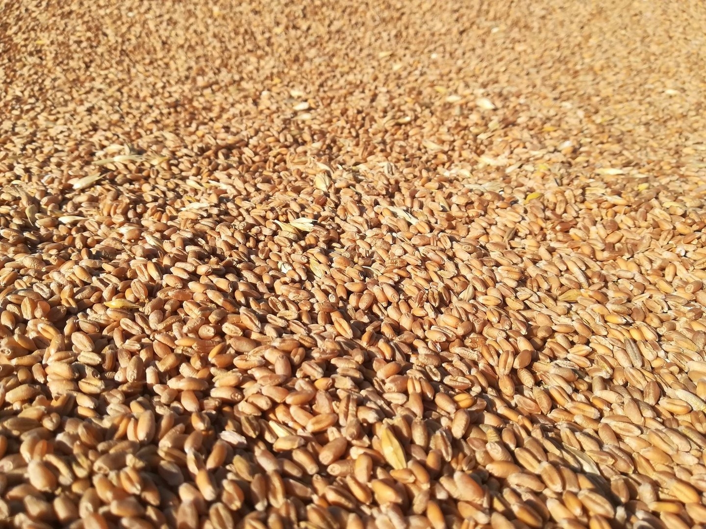 Казахстан запретил ввоз зерновых из России