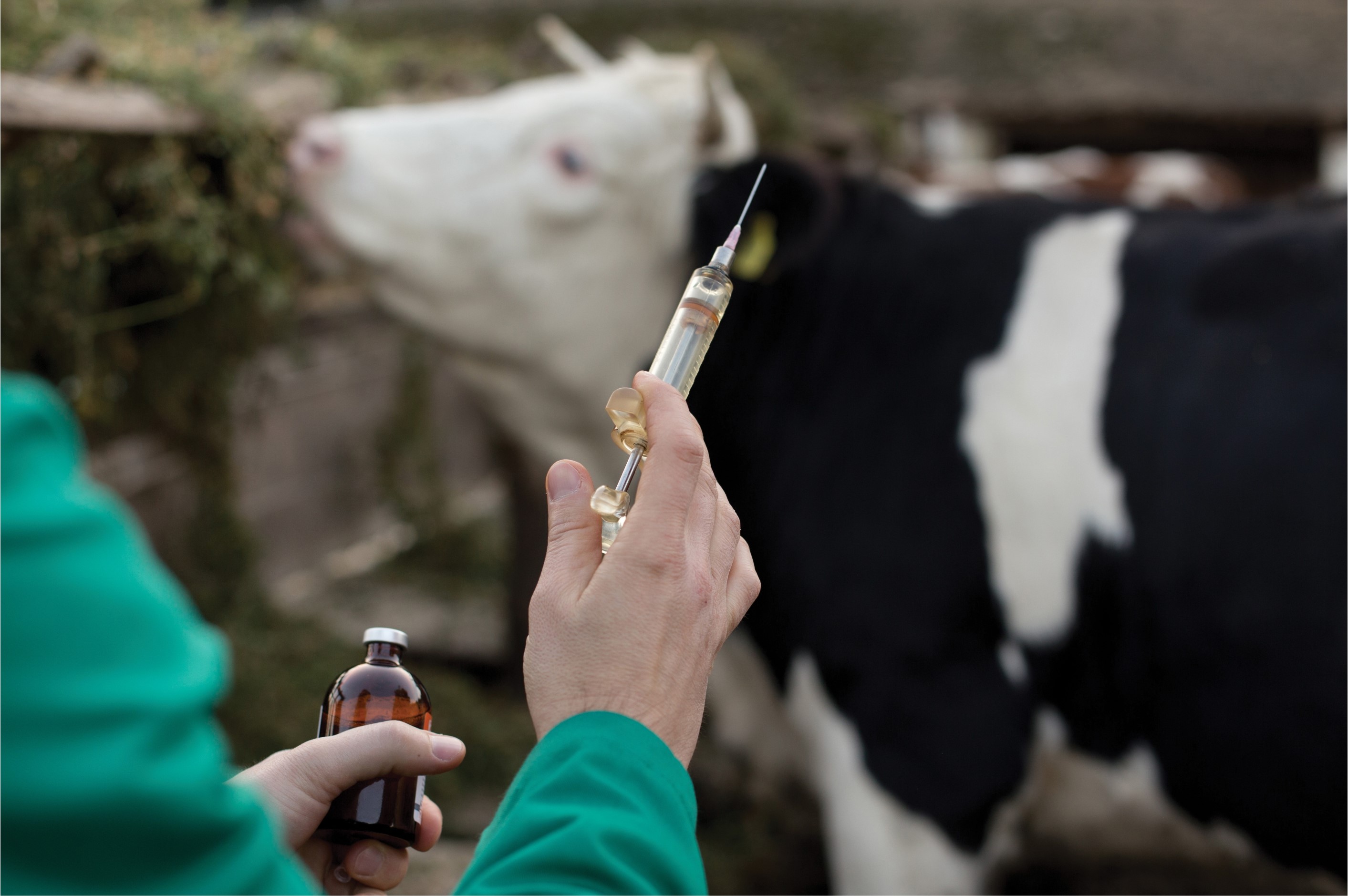 Ситуация по бешенству скота в ВКО стабилизирована, угроза распространения болезни снята – МСХ