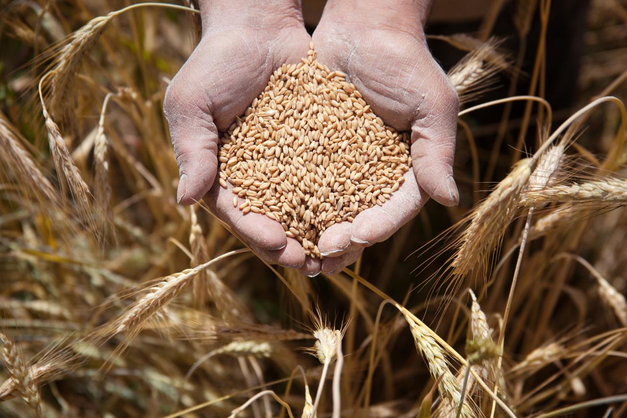 Казахстанское зерно пользуется повышенным спросом