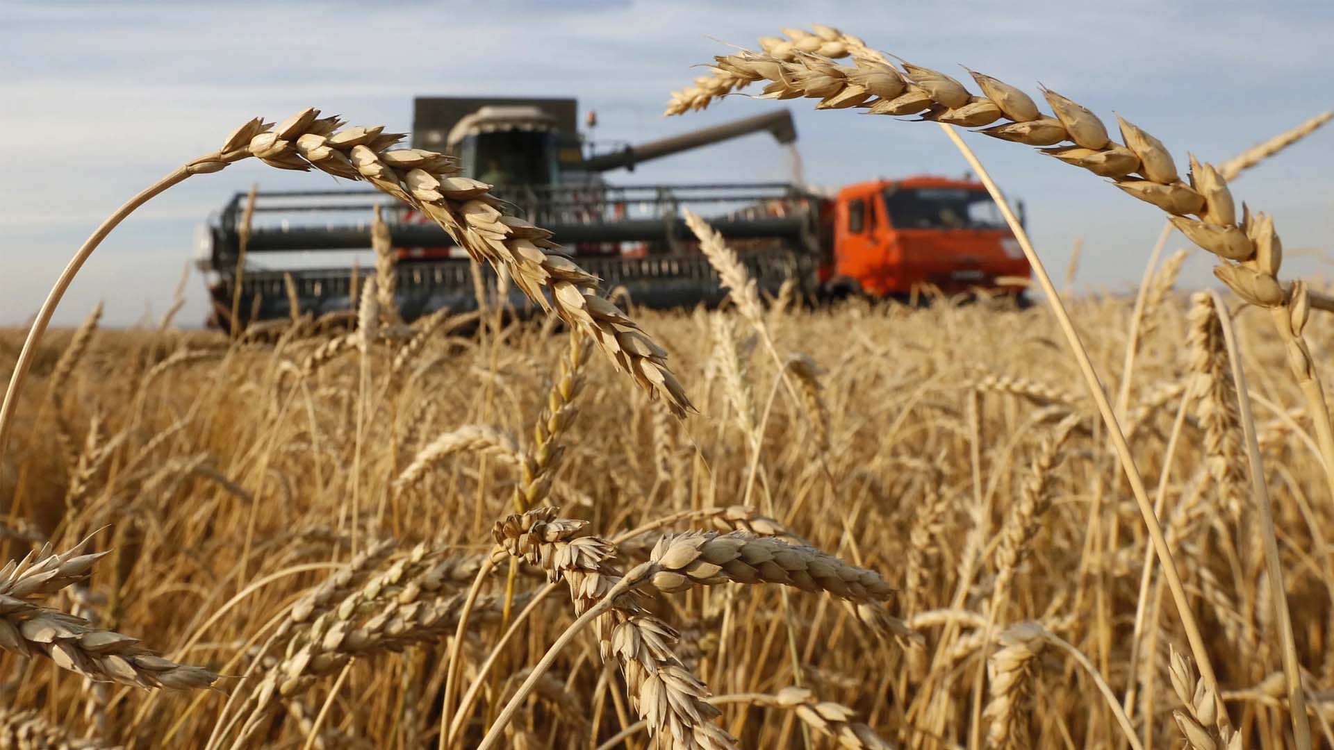 Әлемдегі дәнді дақылдар өндірісі биыл тарихтағы рекордтық деңгейге жетеді