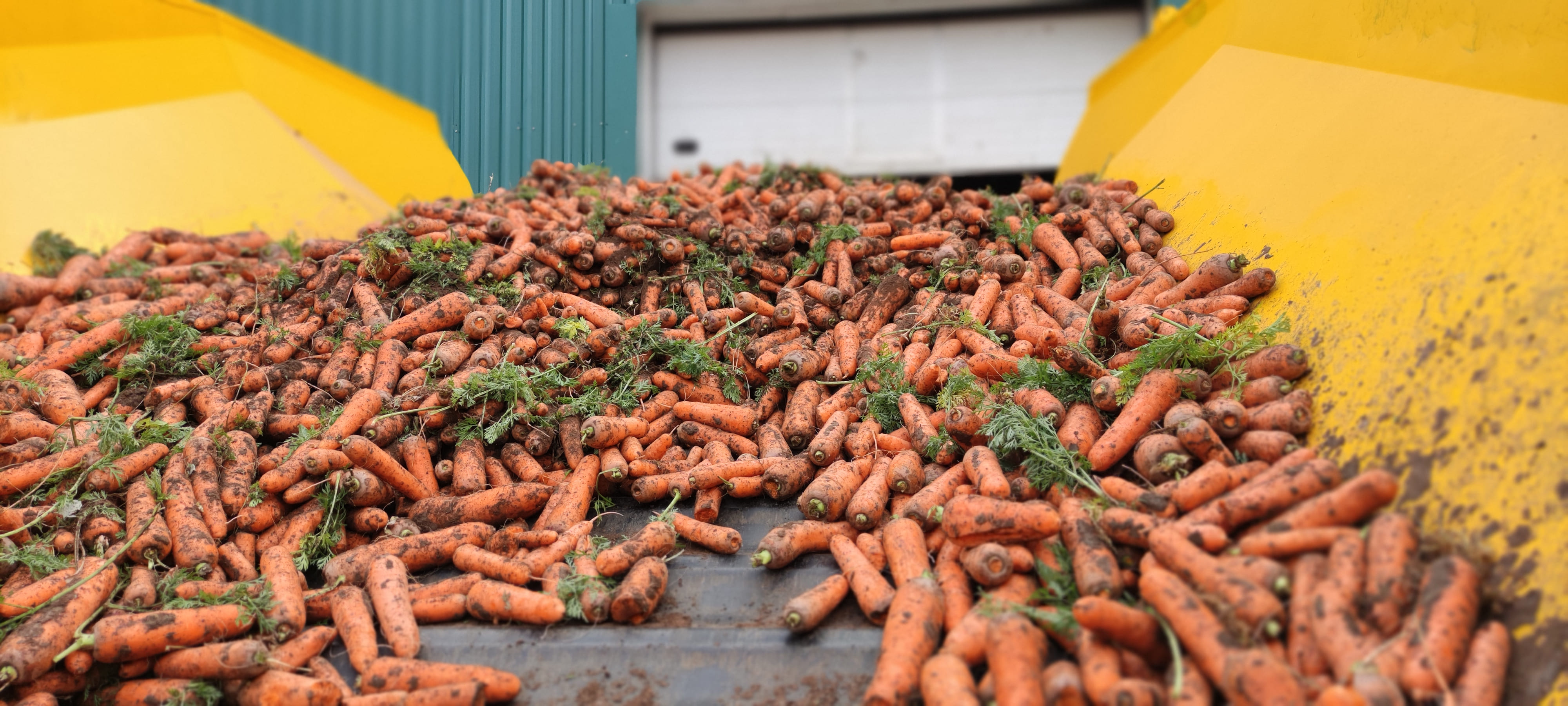В три раза вырос экспорт моркови из Казахстана 