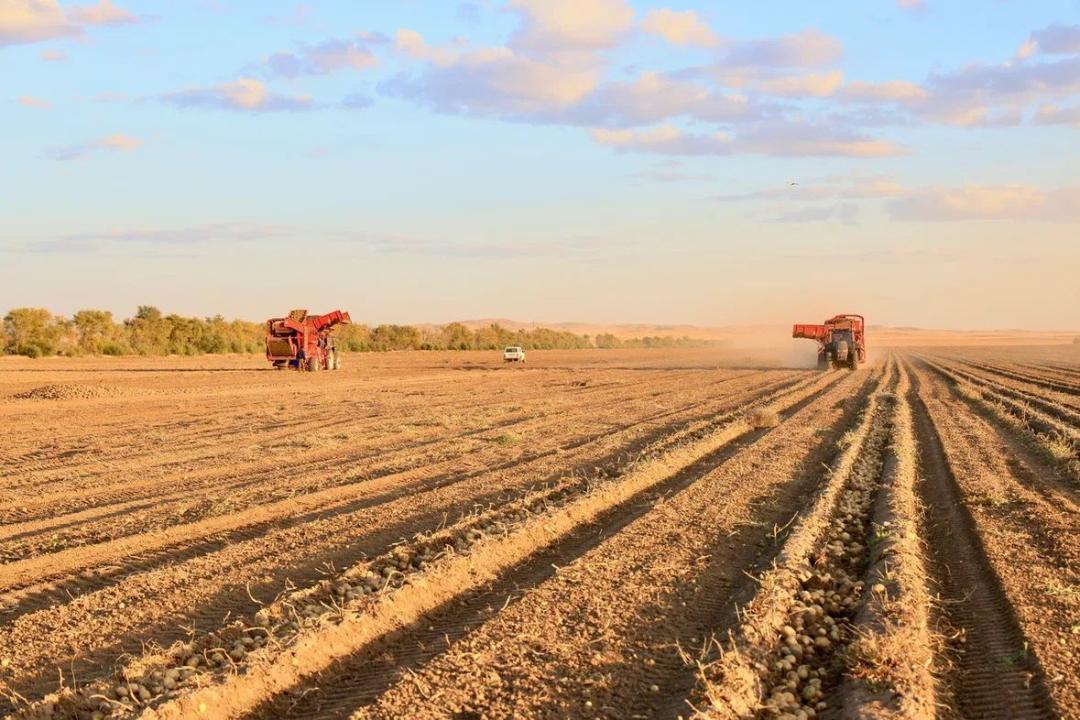 Рекордный урожай картофеля ждут в Карагандинской области