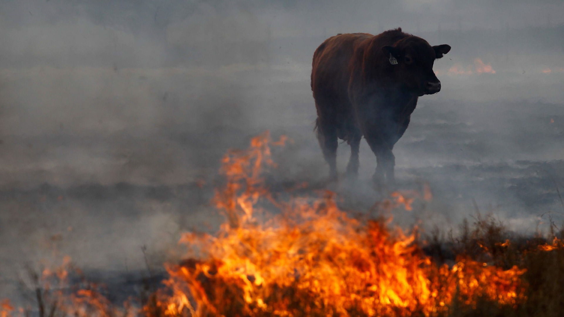 Сожгли красную корову. Пожар в лесу животные. Лесной пожар звери. Животные бегут от огня. Пожар в лесу и звери.