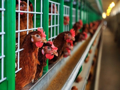 Птичий грипп подтвержден на птицефабрике в Костанайской области