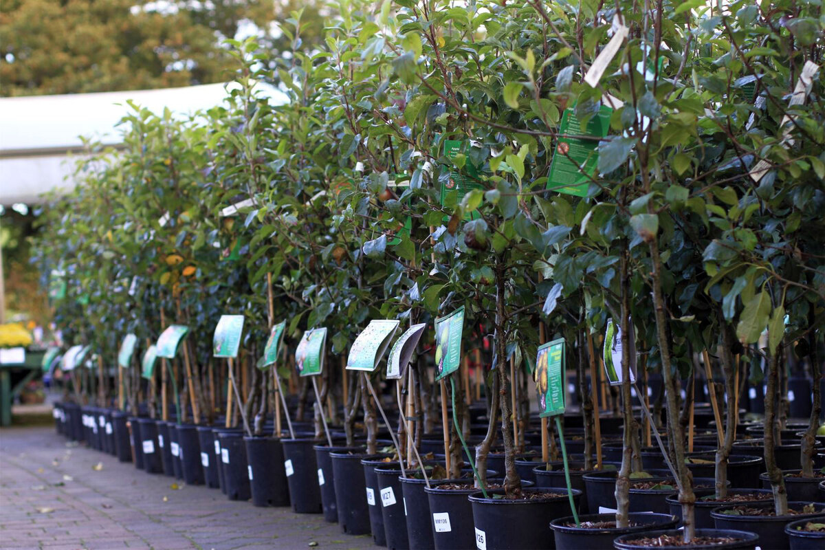 The Netherlands invests in the production of planting material