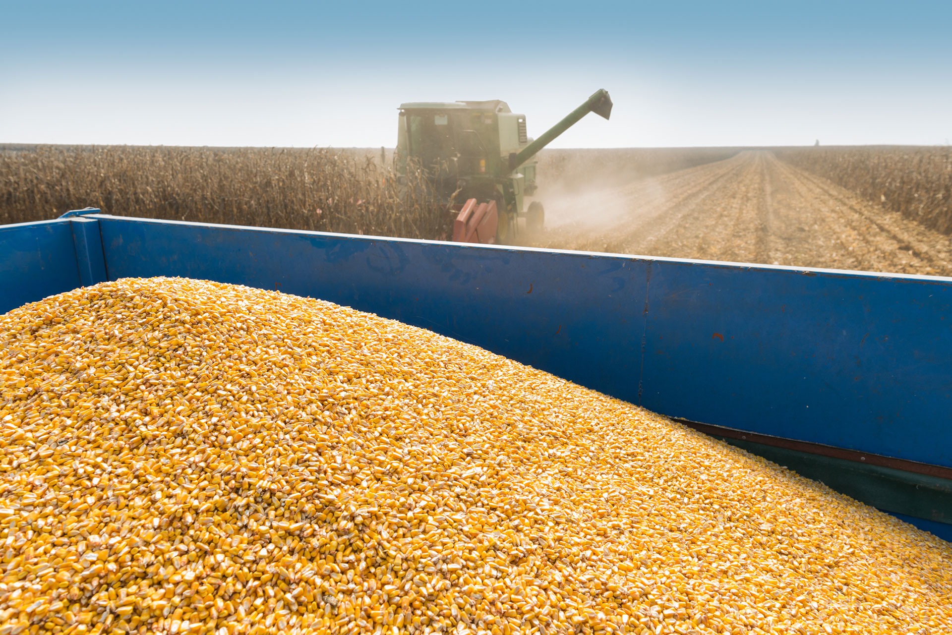Почему зерно украины. Экспорт зерна. Экспорт пшеницы. Урожай пшеницы. Горы зерна.