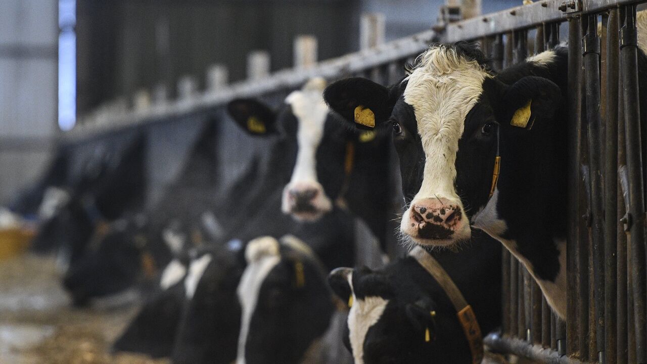 Farmers refuse to build dairy farms