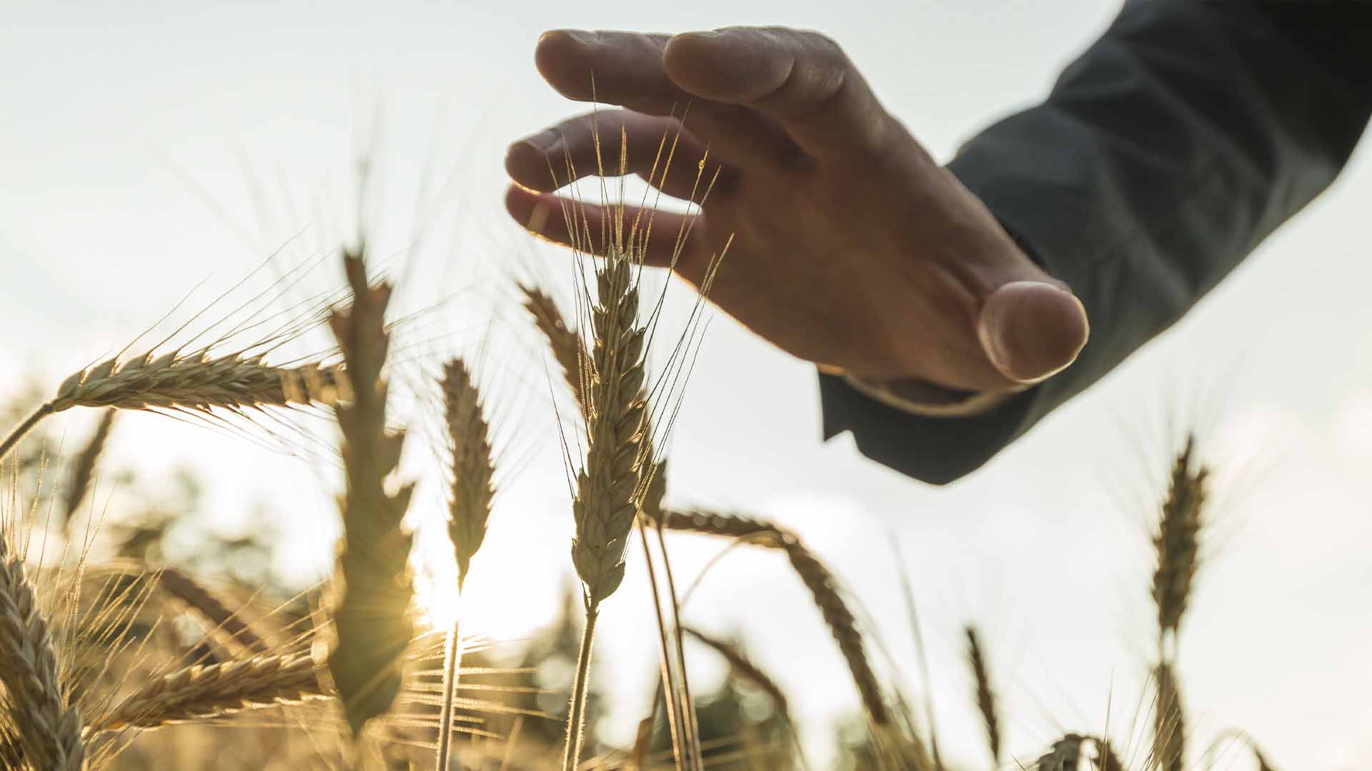 Россия планирует поставить рекорд в экспорте зерновых