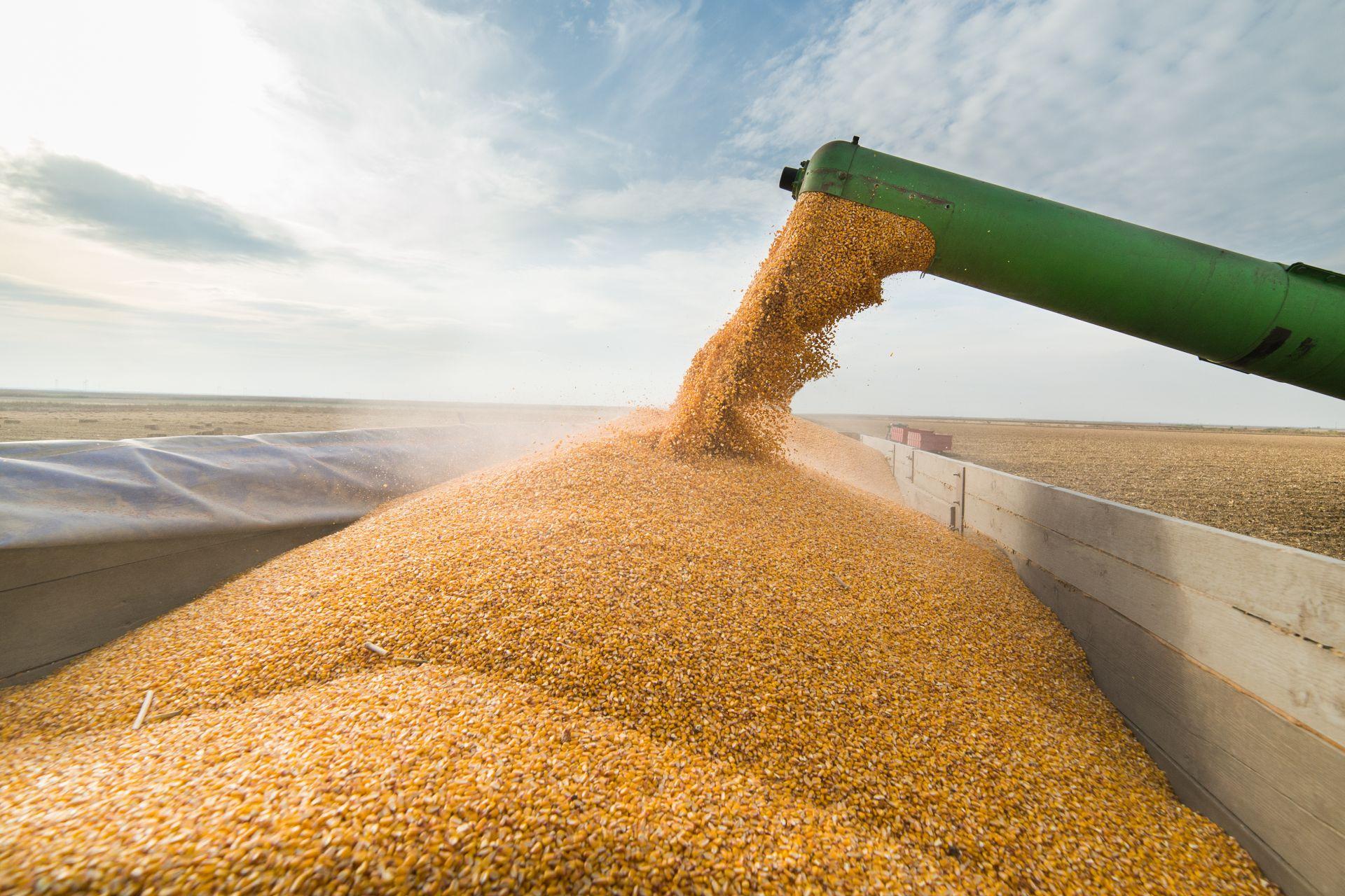 Аналитики: Казахстан соберет 12,5 млн тонн пшеницы