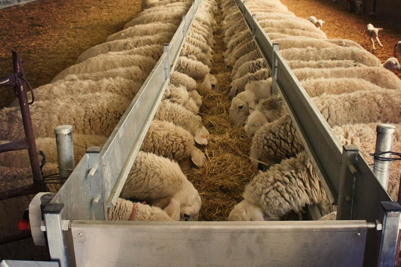 В пяти регионах страны создадут сеть откормочных площадок для овец