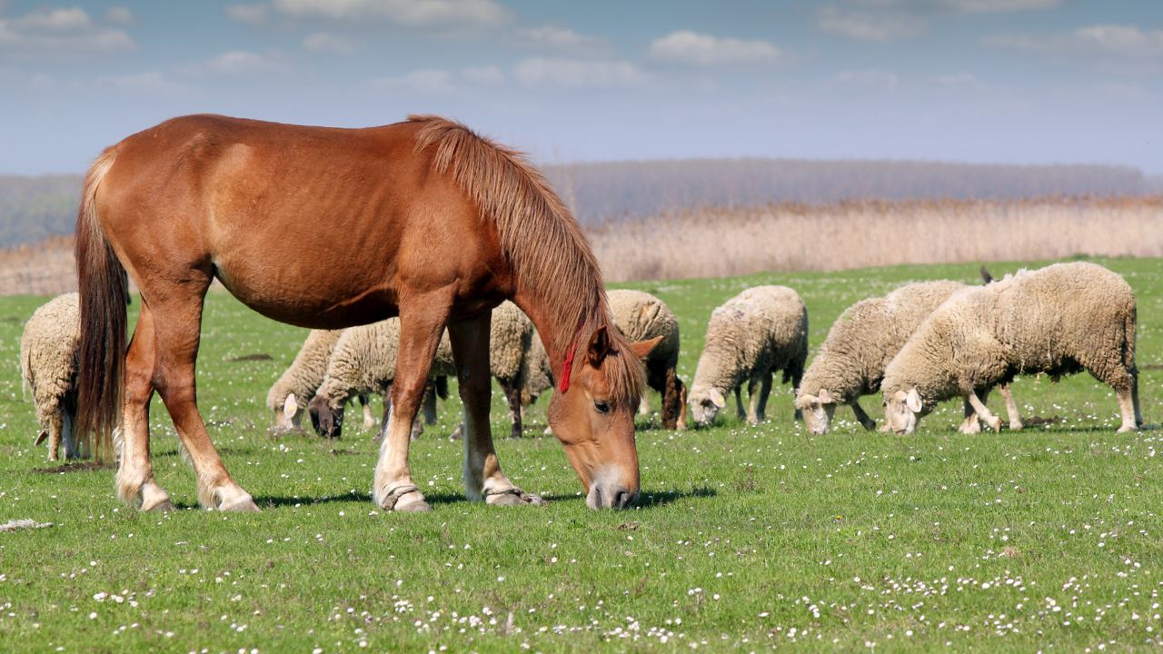 Появятся кредиты под 6% на племенное поголовье всех видов животных
