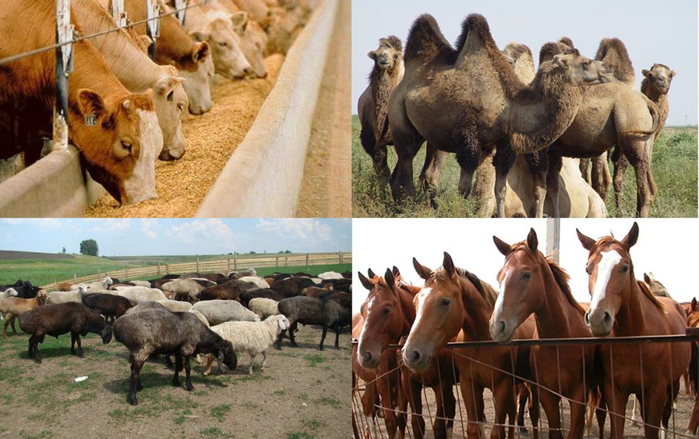 Потенциал отрасли животноводства в Казахстане
