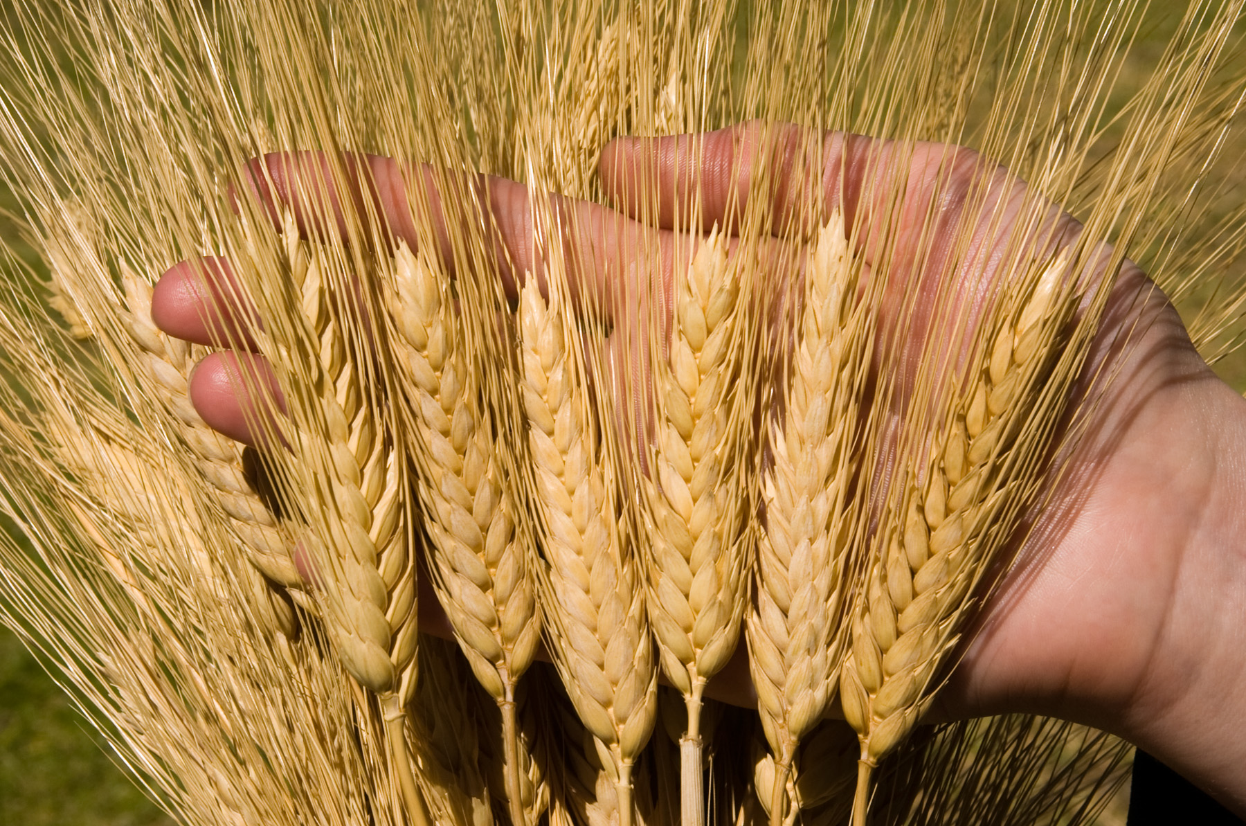 На бирже в Европе стоимость пшеницы побила рекорд 
