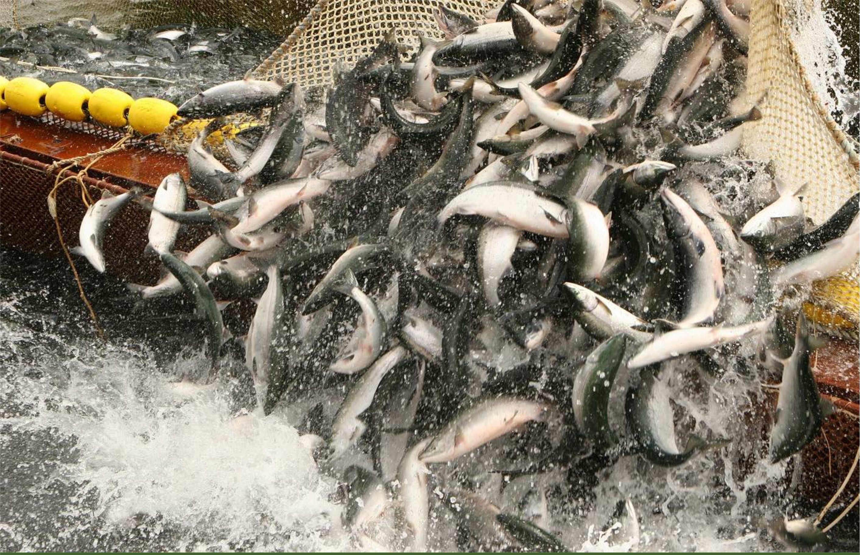Казахстан имеет большой потенциал для развития рыбоводства