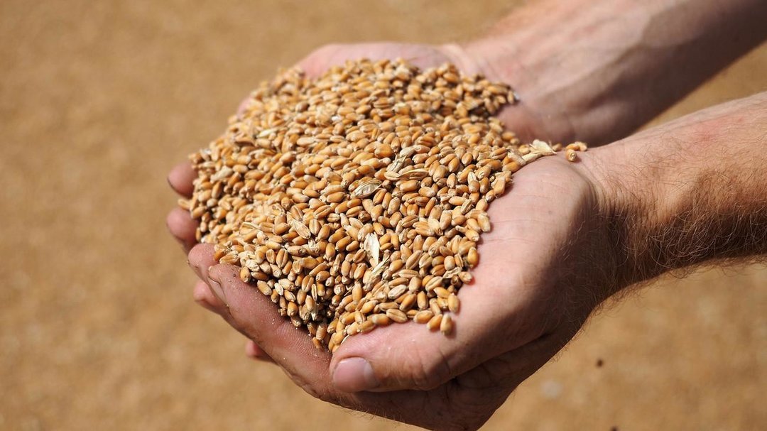Казахстан на 24 октября собрал 19,3 млн тонн зерновых 