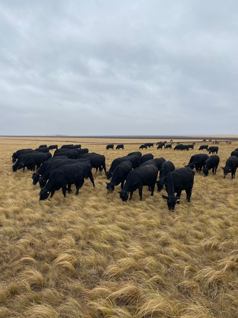 Достучаться до власти: скот на 58 млн может потерять фермер из-за отсутствия сенокоса