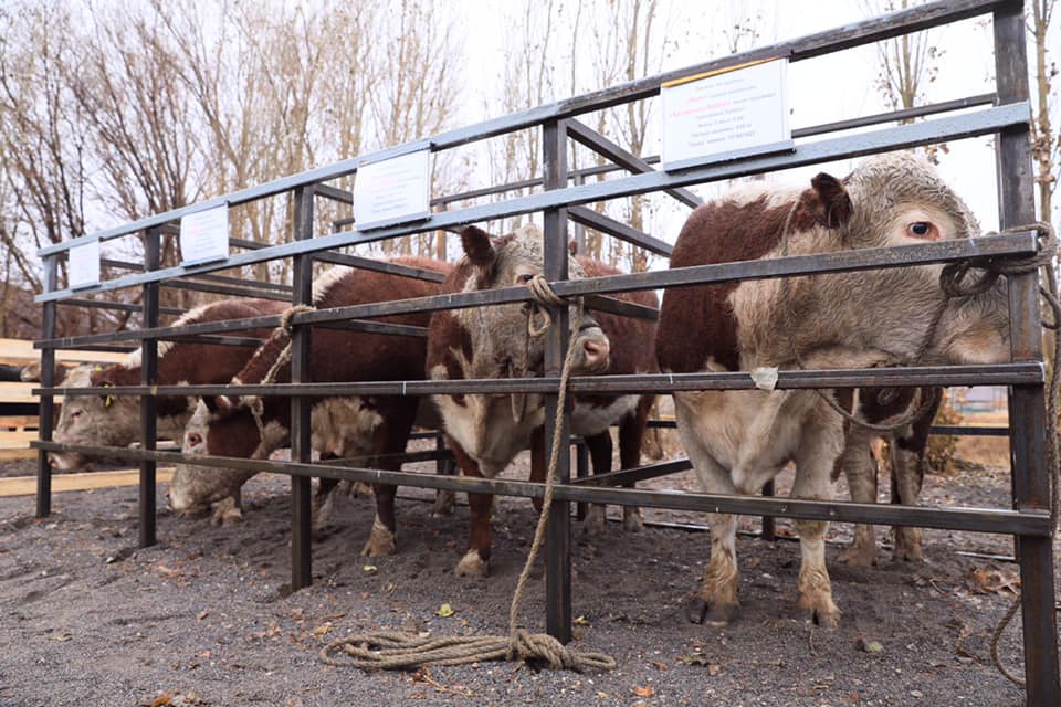 В Актюбинской области планируют увеличить объемы кормовых культур