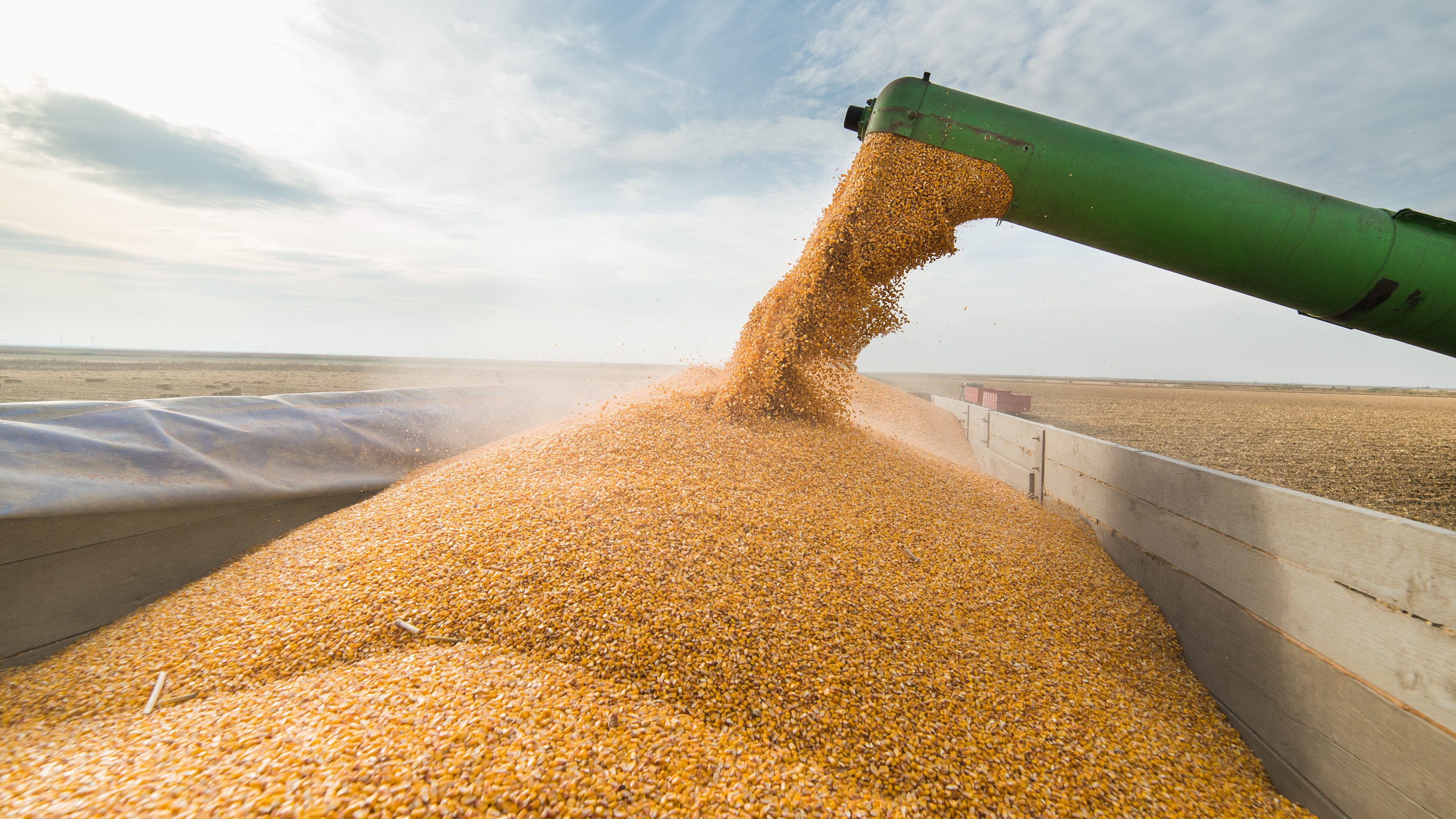 Китай увеличил импорт казахстанской пшеницы на 80 процентов