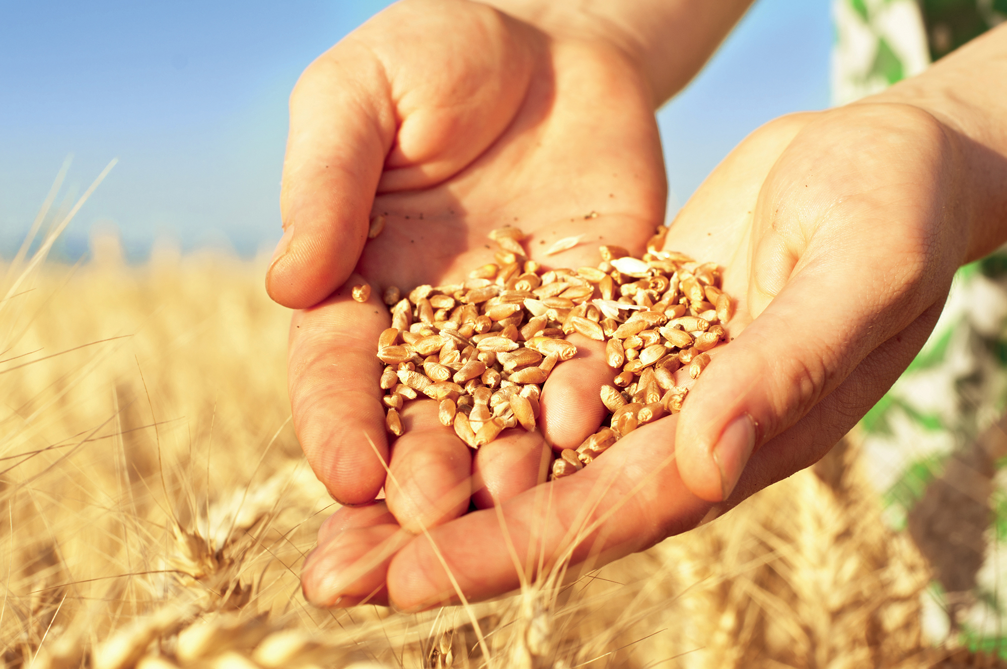 Урожайность зерновых в Казахстане уменьшилась на 20% 