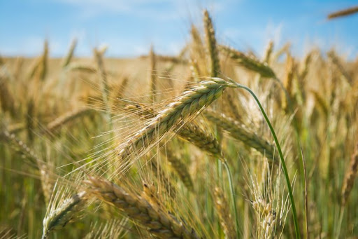 Казгидромет: Условия для созревания и налива зерна в конце июля сложились благоприятные