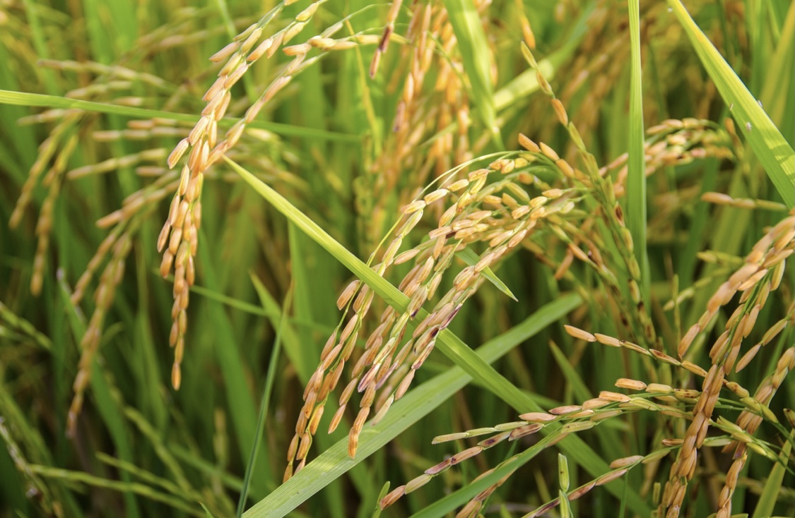 Рисовый парадокс: сокращать нельзя увеличить