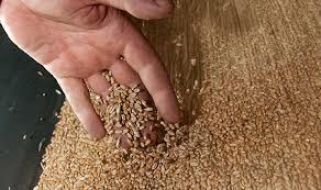 Казахстан: половину производимого в СКО зерна планируется перерабатывать внутри региона