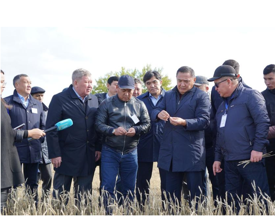 Беда с уборкой урожаю повсюду