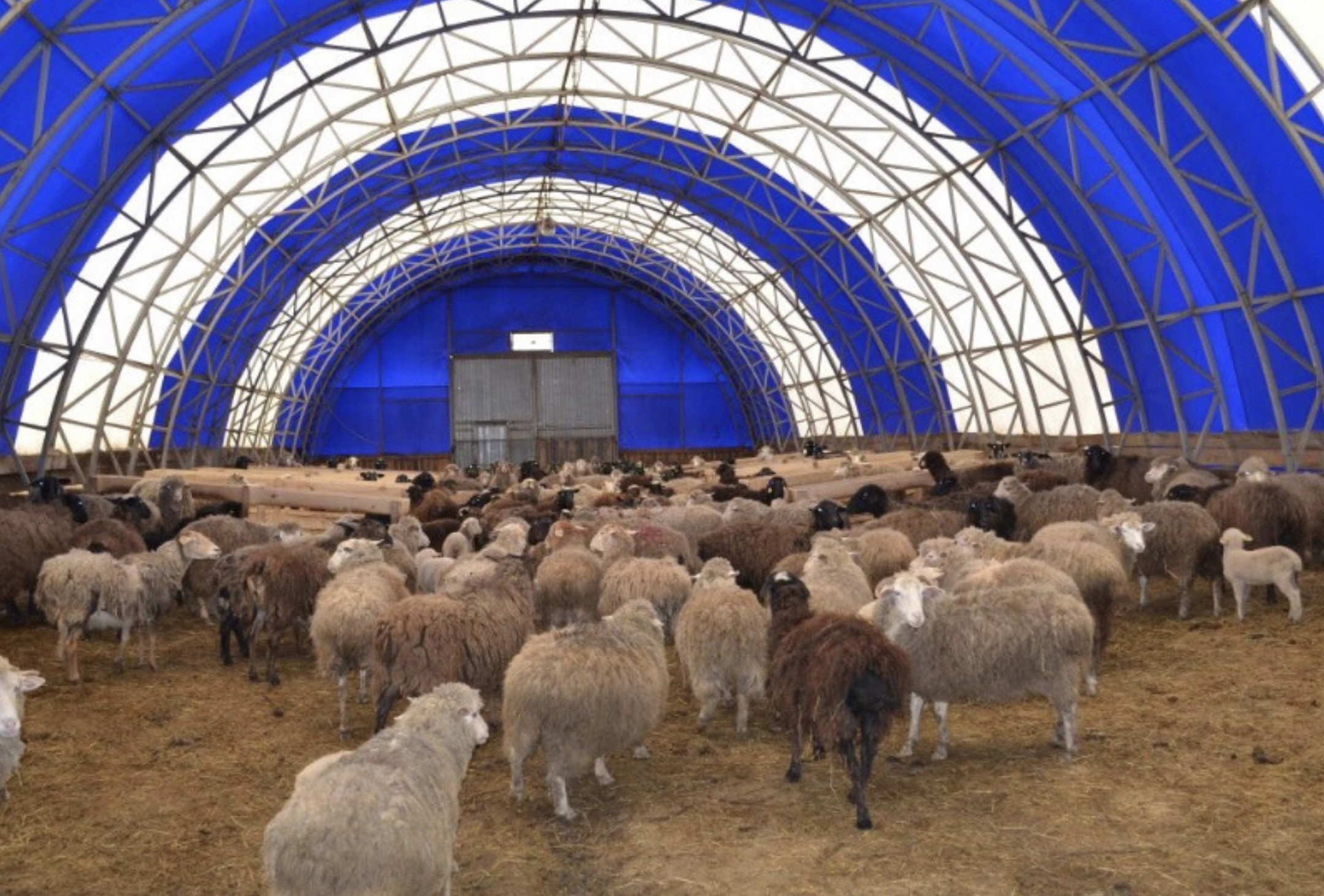 Полмиллиона овец будут содержать на мегаферме Карагандинской области