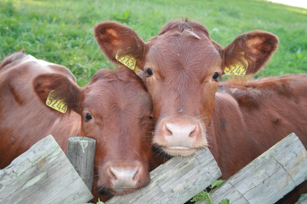 В Казахстане в 2019 году выдано почти 10 млн ушных бирок для скота