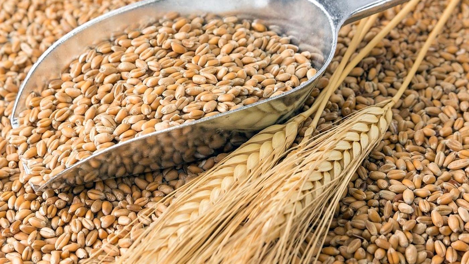 Kazakhstan wheat rose in price by only 20% for the year 