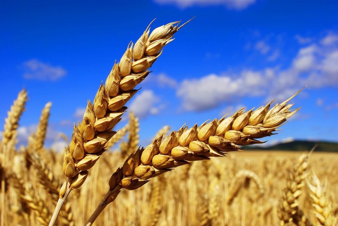 An increase of the purchase prices of wheat