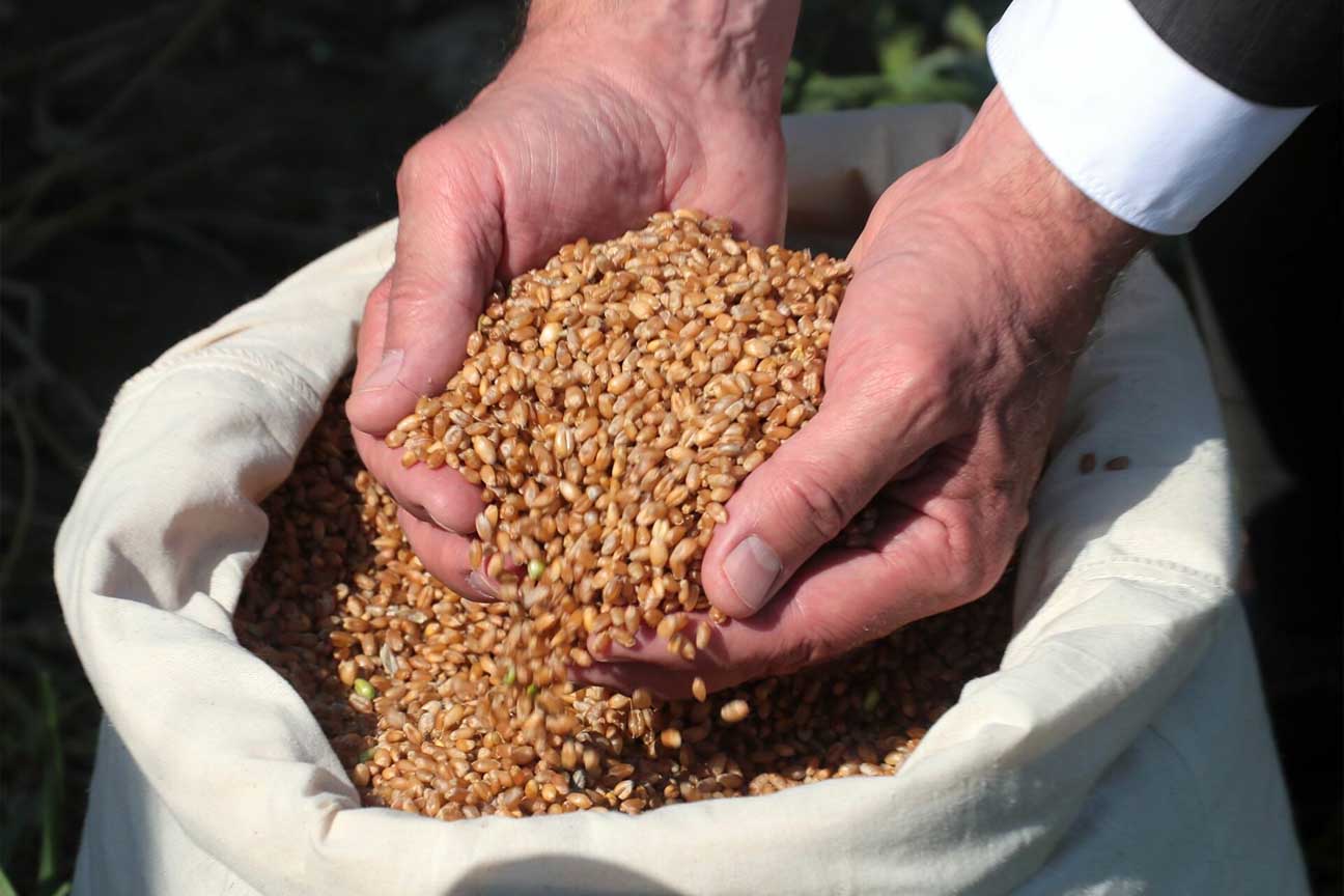 Russia may ban the export of original seeds