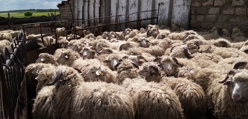A Kazakh farmer raised a 90-kilograms record-breaking ram